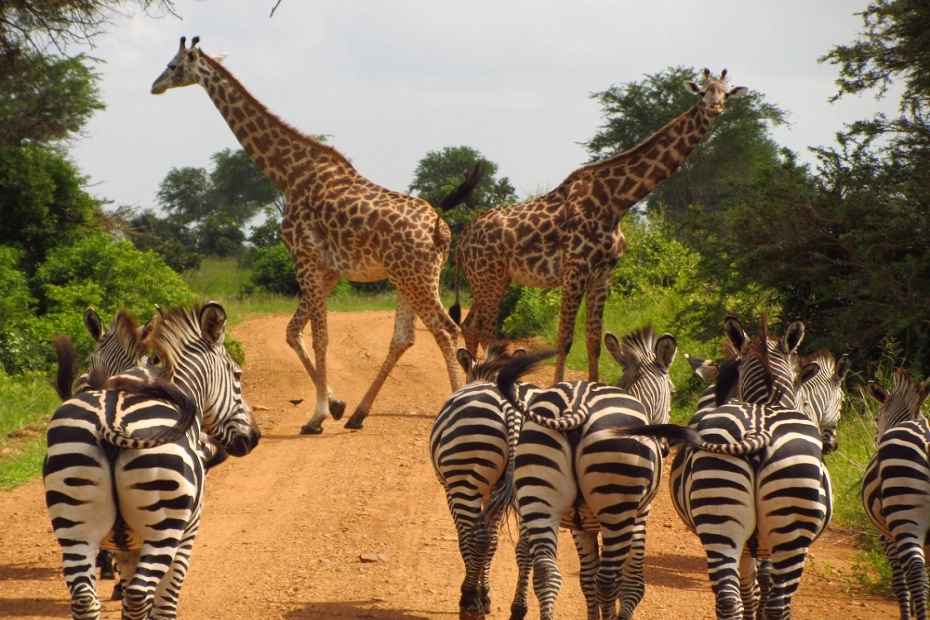 3 Days Tanzania Safari: A Perfect Short Adventure