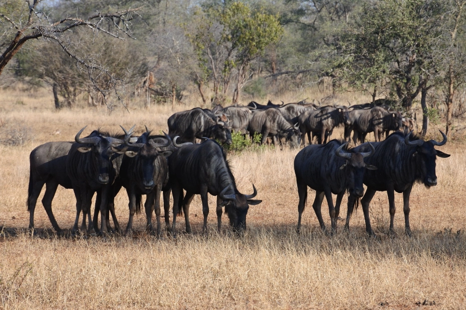 Experience Family Safari Tours in Tanzania