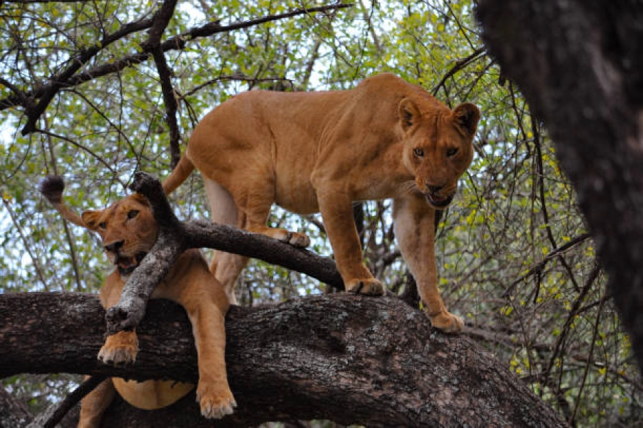 Lake Manyara Day Trip Safari: A Full-Day Adventure