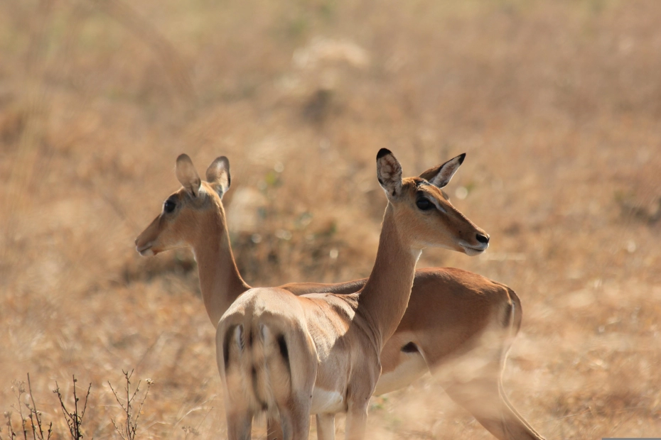 Mikumi National Park: History and Location