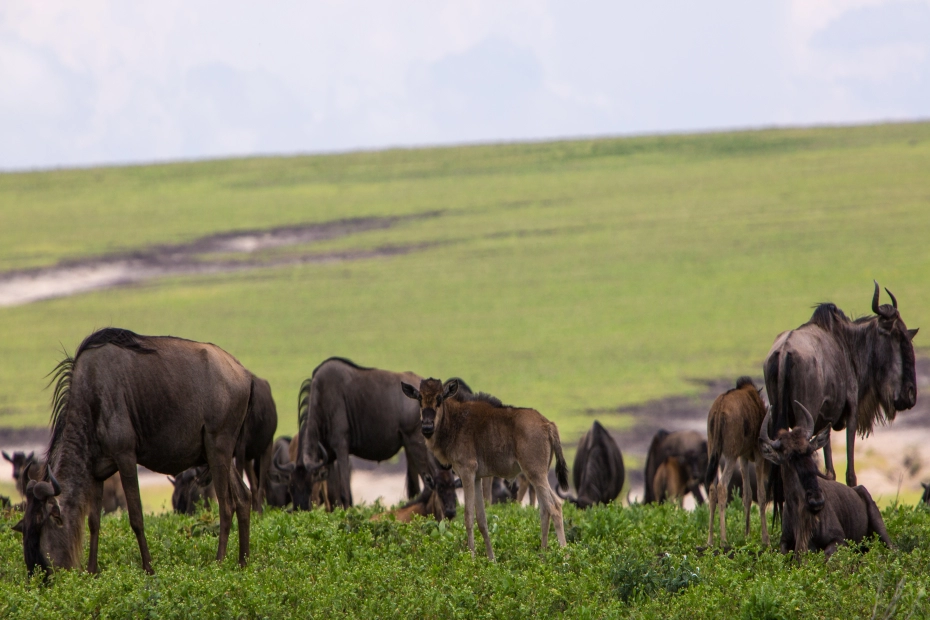 Serengeti National Park: Wildebeest Migration Safaris